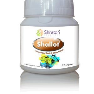 Shallot